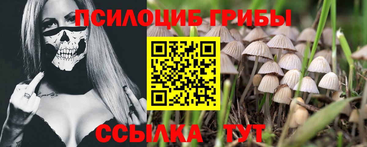 Псилоцибиновые грибы Psilocybine cubensis Балашиха